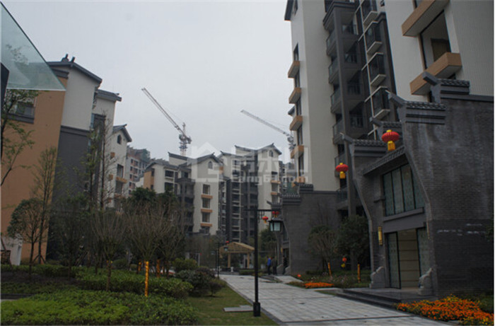 七星海棠实景图