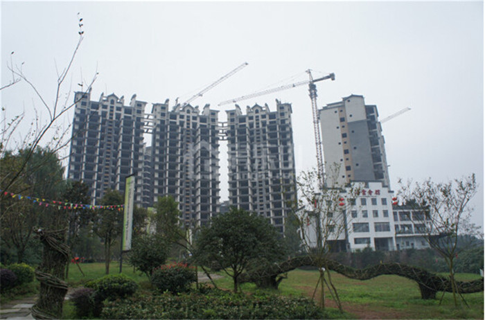 七星海棠实景图