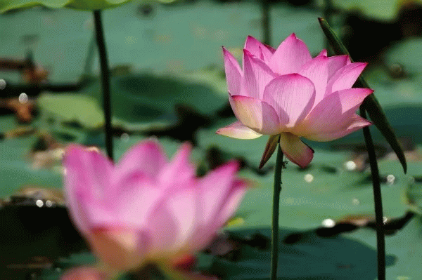 12154053c192d9a9662709.gif