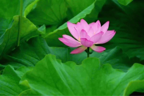 12154056e5846341977533.gif
