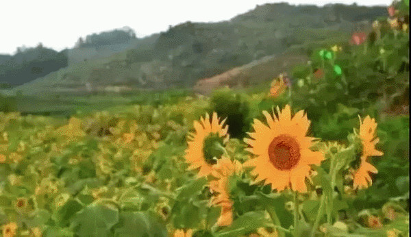 121542004aac51bf102439.gif