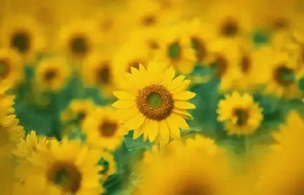 12154200bcd2a870509311.gif