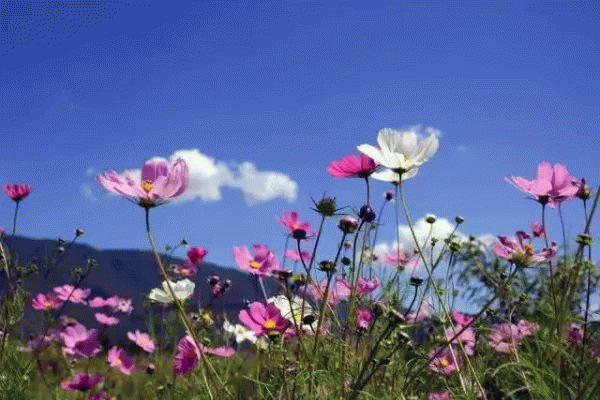 121542214b1778a2fb8699.gif 640(18)_缁撴灉.gif