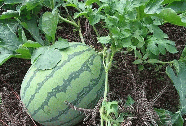 12154556a4432a1e743150.gif 640(35)_缁撴灉.gif