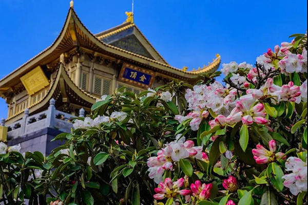 金顶实景图 金顶实景图