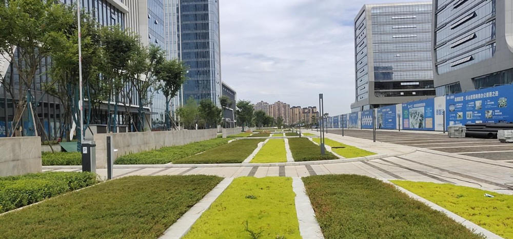 实拍智融大厦外围道路绿化