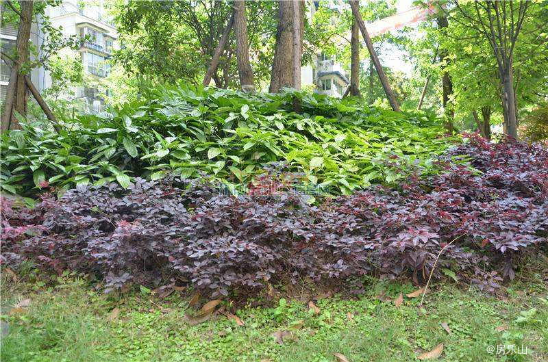 三江名都实景图