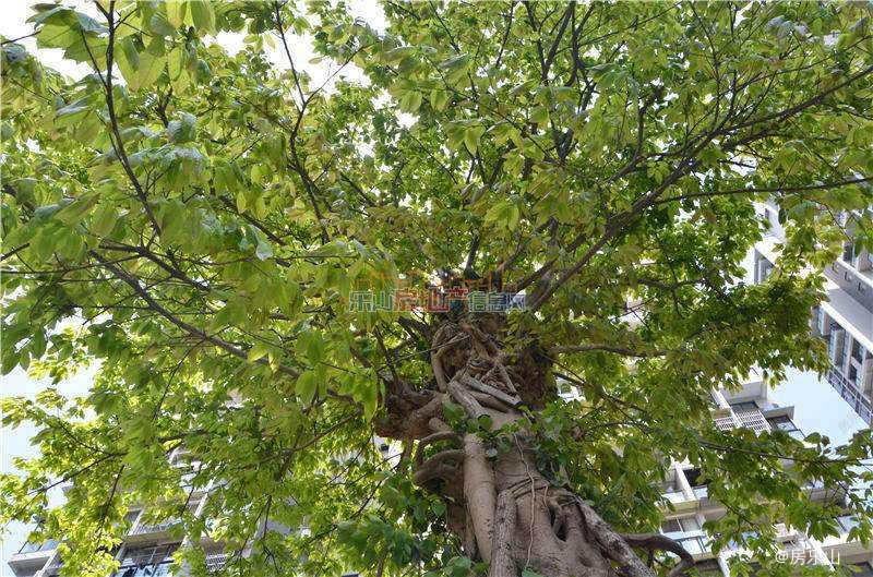 三江名都实景图