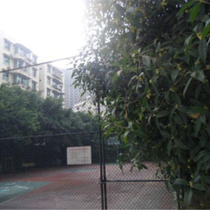 海关宿舍实景图