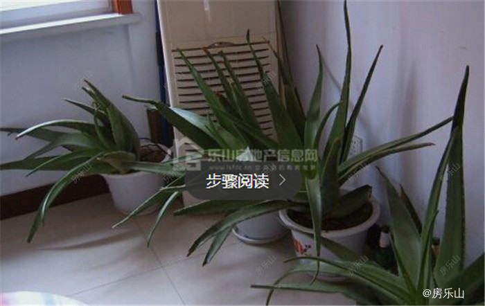装修后怎么样去除房子的异味