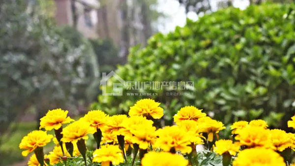 小编看房记,滟澜洲·花漾里IB谍照抢鲜! 小编看房记,滟澜洲·花漾里IB谍照抢鲜!