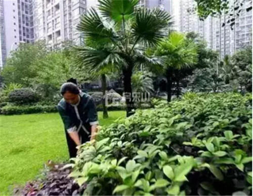 国家一级资质物业 从来都不是说说就算!