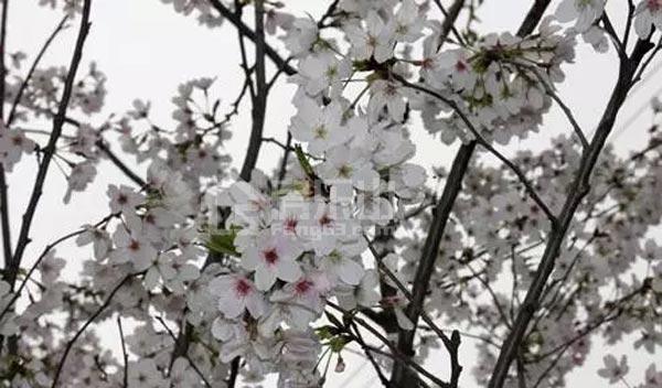 春日里,如果你在乐山等我.... 1010.jpg