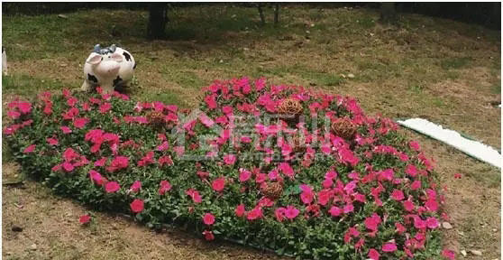 让每次回家都是一场穿越公园的旅行 让每次回家都是一场穿越公园的旅行