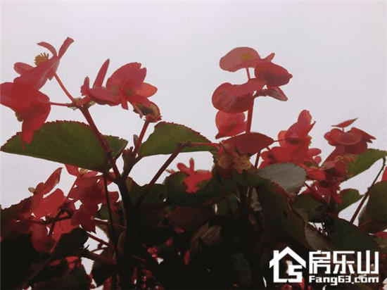 秋天的滟澜洲,是不是和你有着一样的情绪 图片12.jpg
