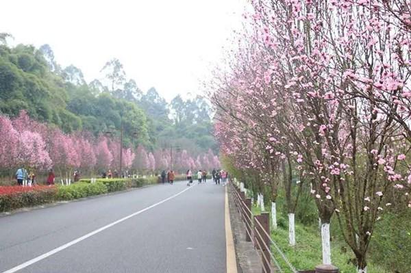 绿心路春色图.jpg
