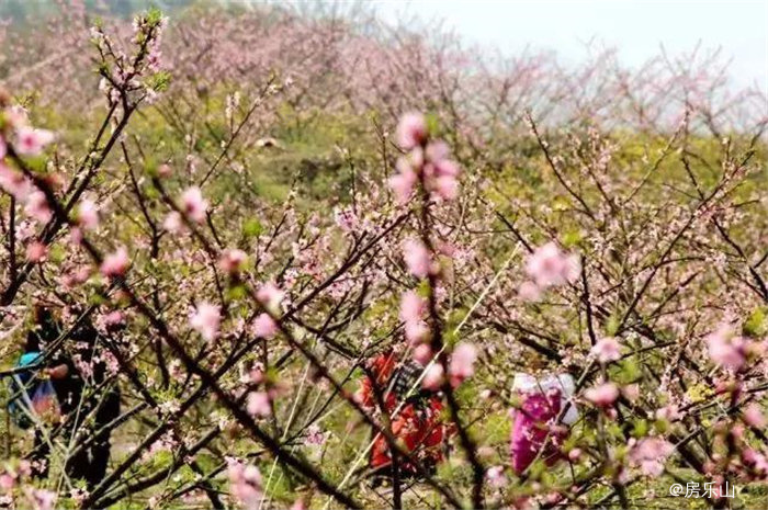 太平罗一村桃花