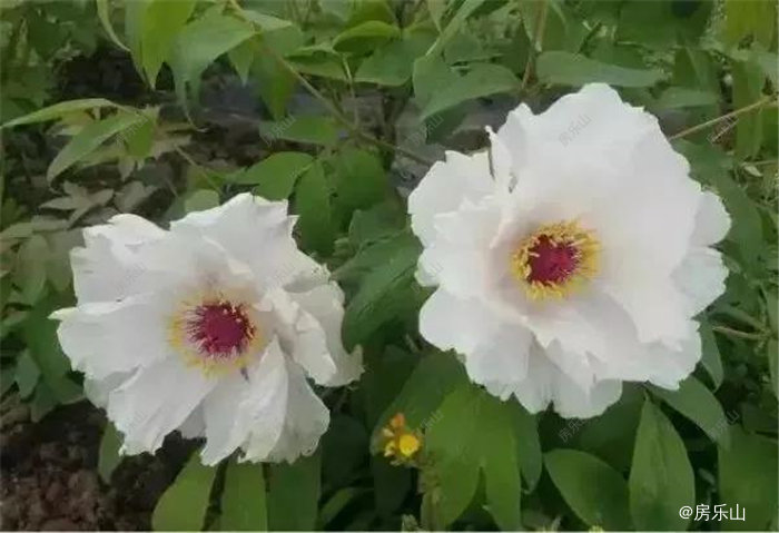谭坝乡牡丹花基地
