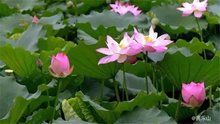 踏水镇柏林村荷花