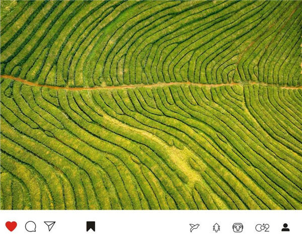 ▏春季茶园 ▏春季茶园