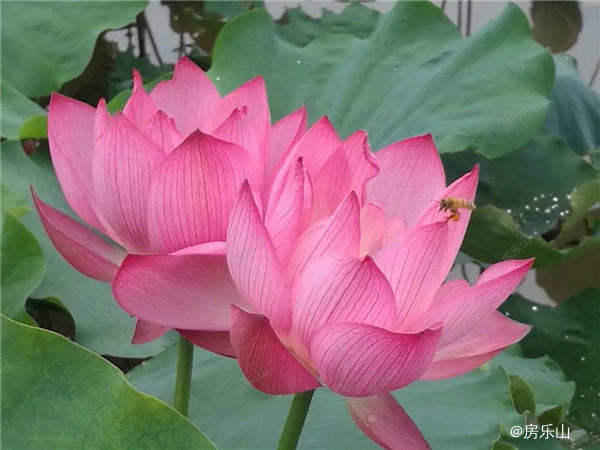 微信图片_20200410173617.jpg