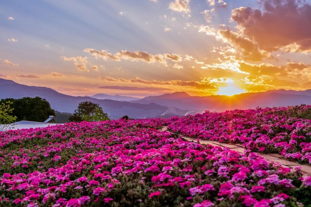 "花山果海"实景图