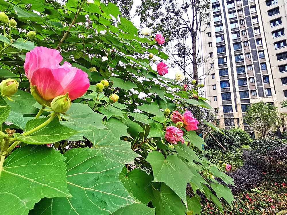 尚悦居一期实景图