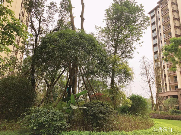 佳乐江屿城一期园林实景图