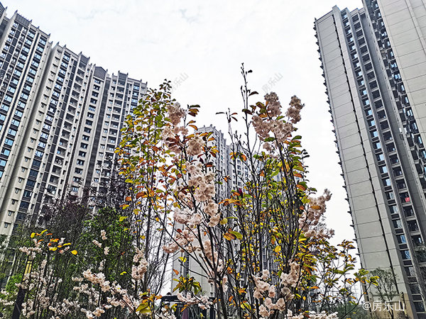 乐山富力尚悦居实景图