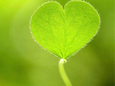 绿色系家装灵感丨让空间重新鲜活