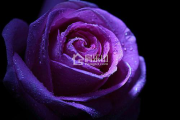 紫色系家装灵感丨色彩千千万，唯紫魅人心