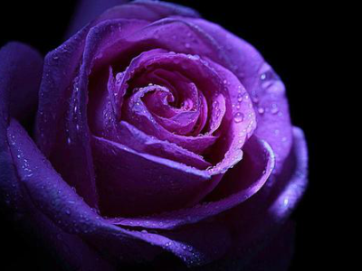 紫色系家装灵感丨色彩千千万，唯紫魅人心