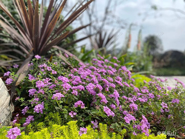 领丰公园墅实景图