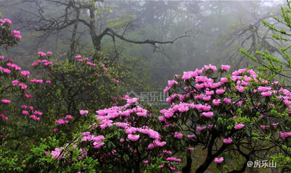 峨眉山杜鹃花实景图