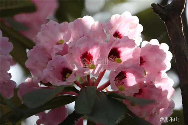 杜鹃花实景图