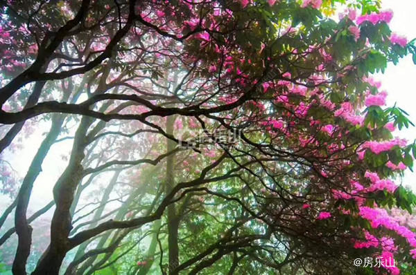 峨眉山杜鹃花实景图