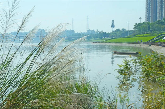 滟澜洲•芦苇 滟澜洲•芦苇